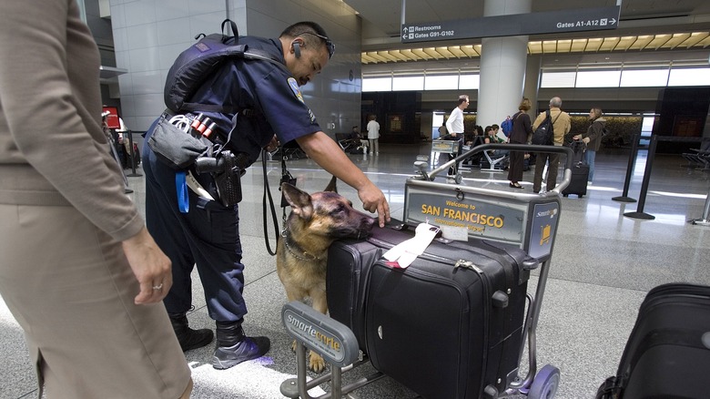 airport agent and canine working 