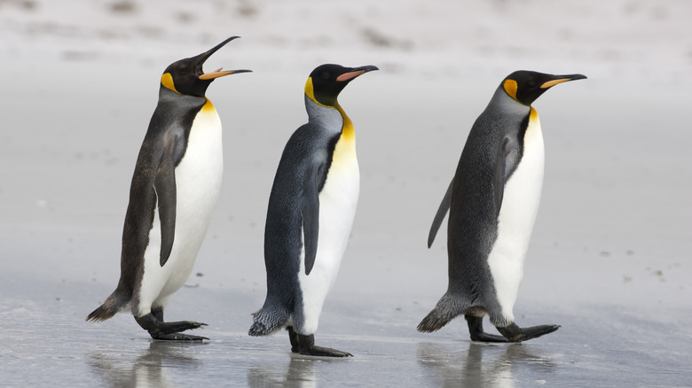 king penguins walking