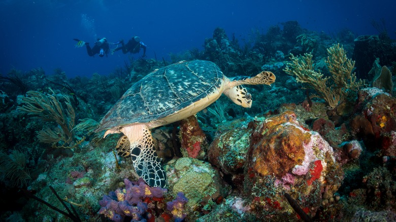Turtle swimming by reef