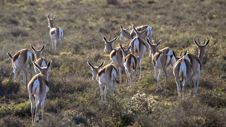 Springboks in a dry savanna