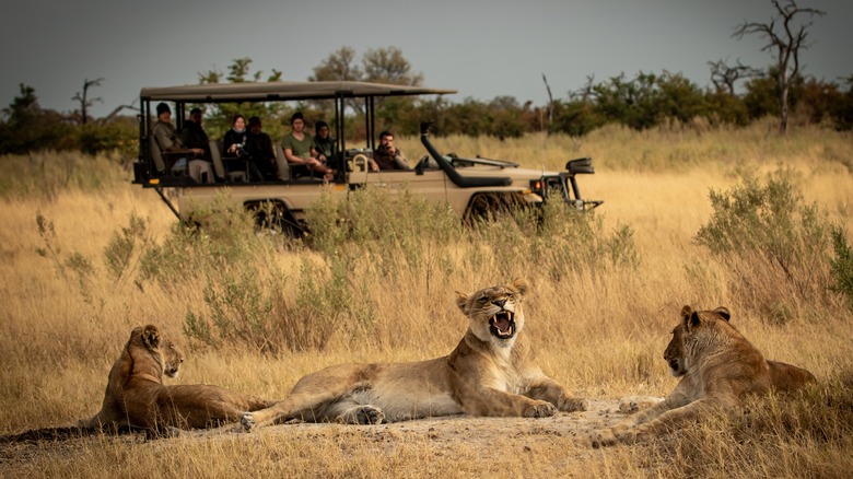 Lioness and cubs in a savanna