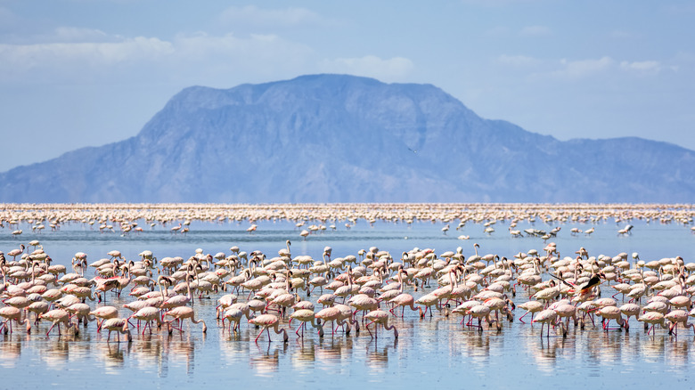 Flamingo flocks on Lake Natron