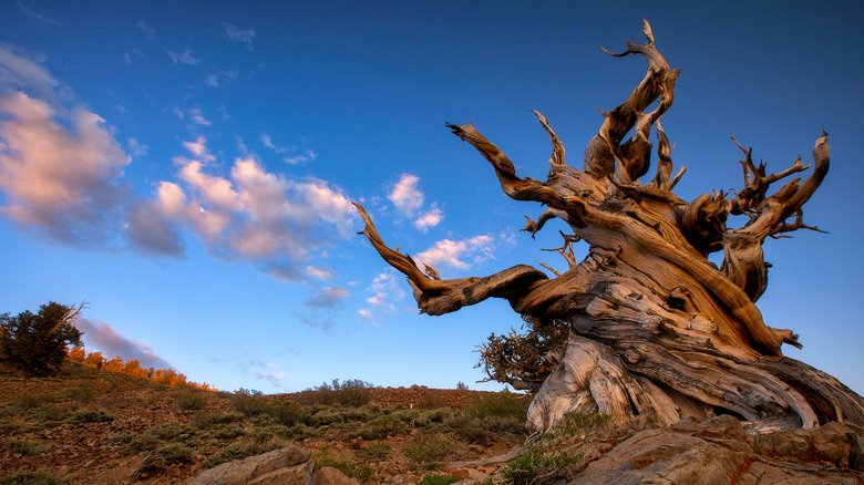 ancient tree of Great Basin National Park
