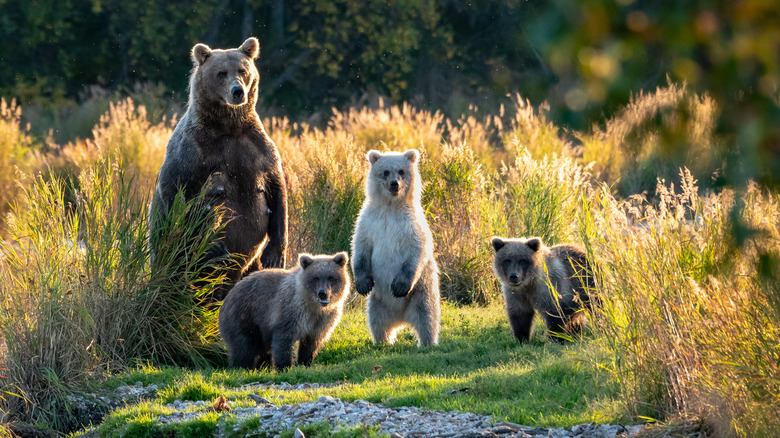family of bears in Katmai
