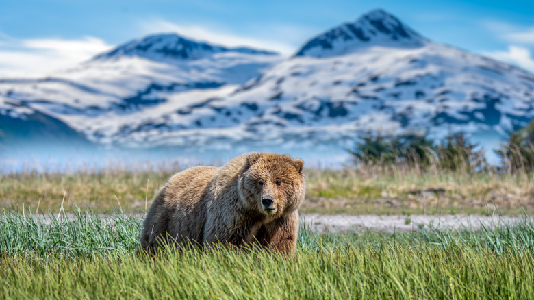 bear with mountains in background