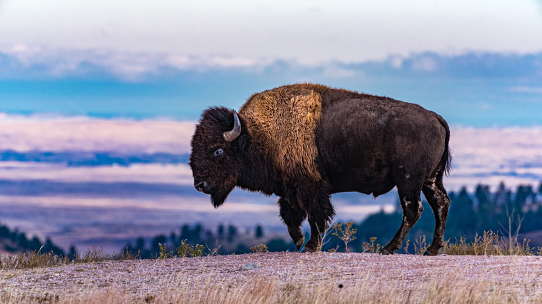 bison at Wind Cave National Park