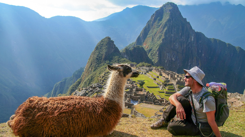 A man and llama at Machu Picchu