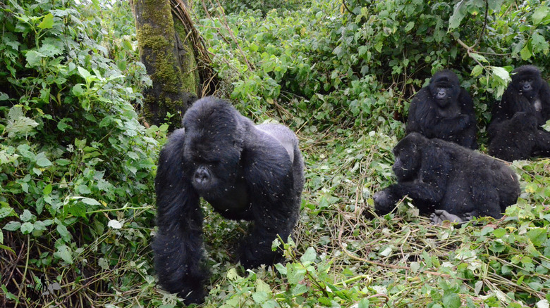 Gorillas in Akanda National Park