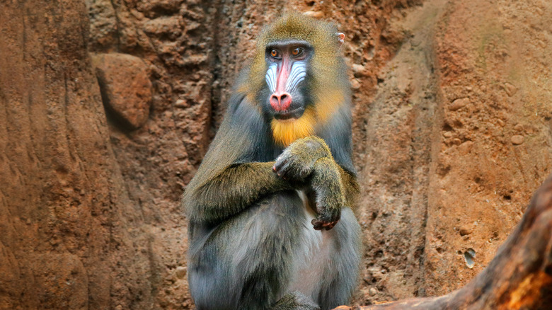 Mandrill in Gabon