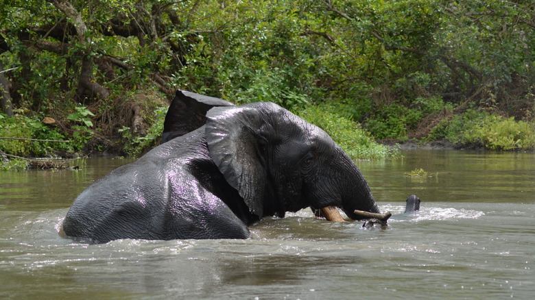 Elephant in Ivindo National Park