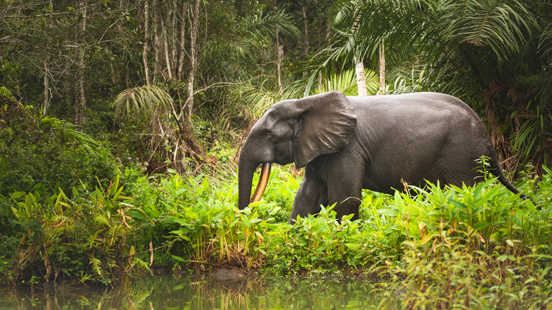 Loango National Park elephant
