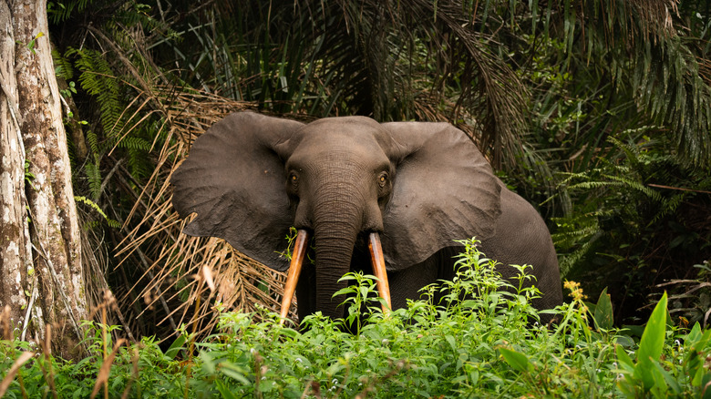 Elephant in Minkébé National Park