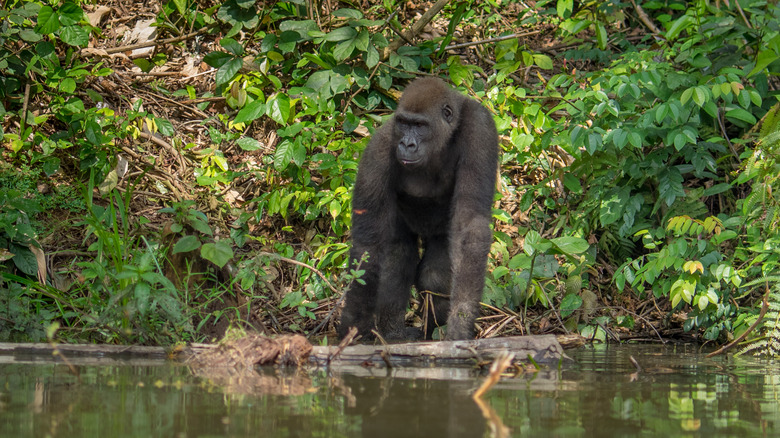 Gorilla in Moukalaba-Doudou National Park