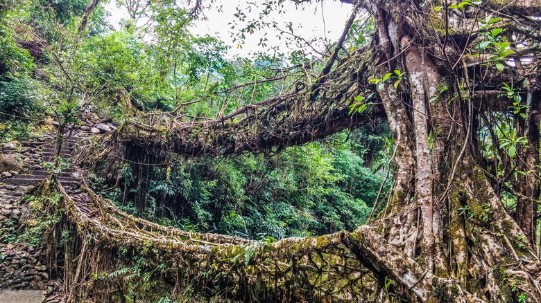 Root bridges in India