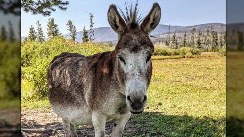Donkey at Winding River Resort
