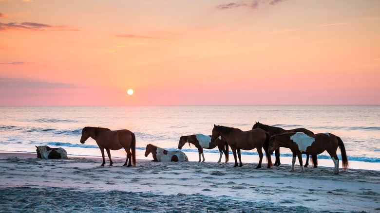 Wild horses on Assateague Island