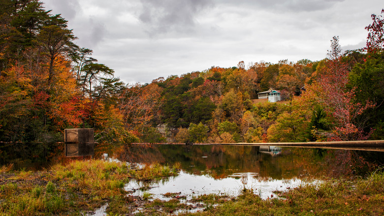 river surrounded by fall foliage