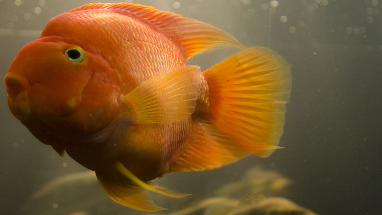 A goldfish in Belle Isle Aquairum