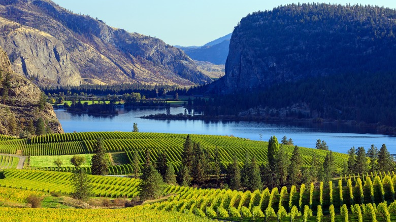 vineyard against a lake