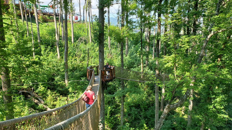 The tree-based skybridge at Anakeesta