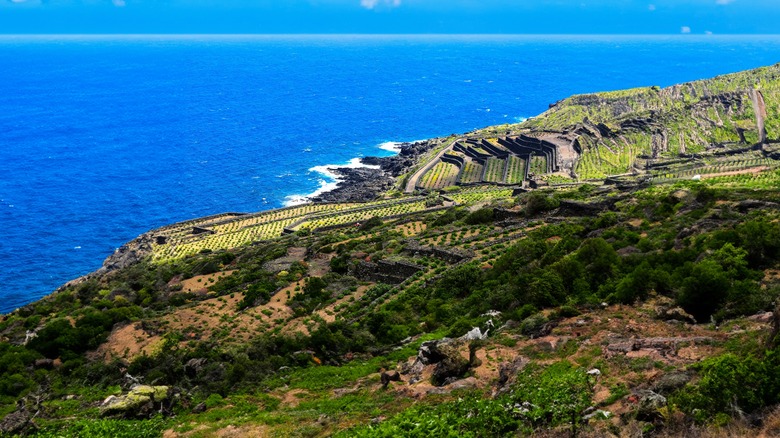 A view of vineyards and the sea on the Pantelleria Coastline