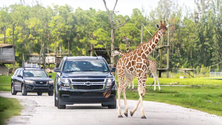 Cars giraffes road Lion Country Safari