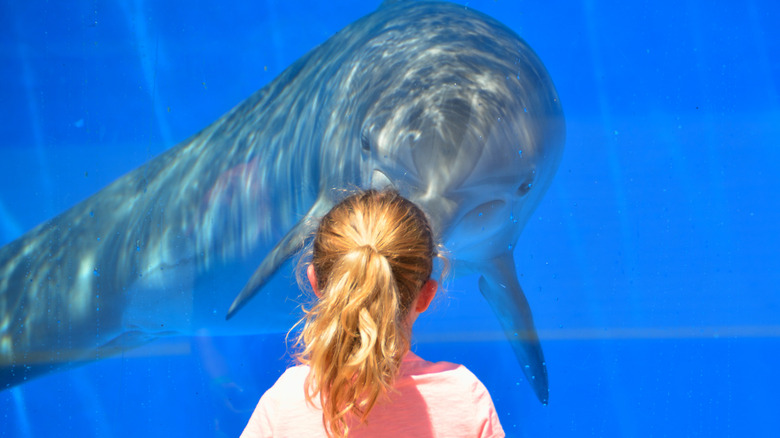 a child and a dolphin looking at each other through glass