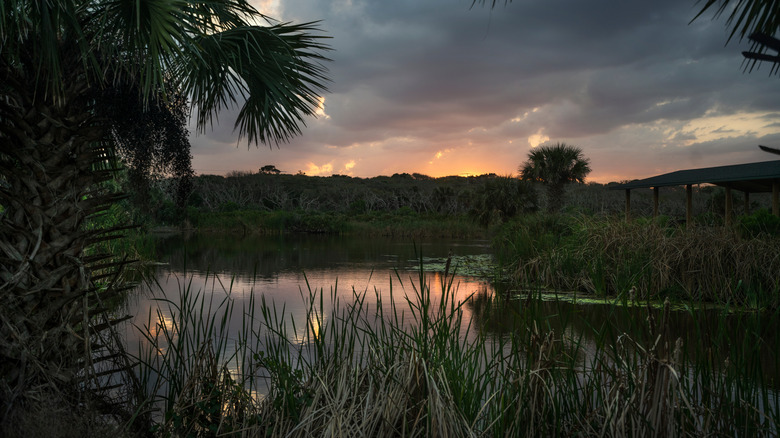 Wetland landscape in Marineland, Florida