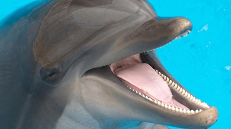 close-up of a dolphin with its mouth open