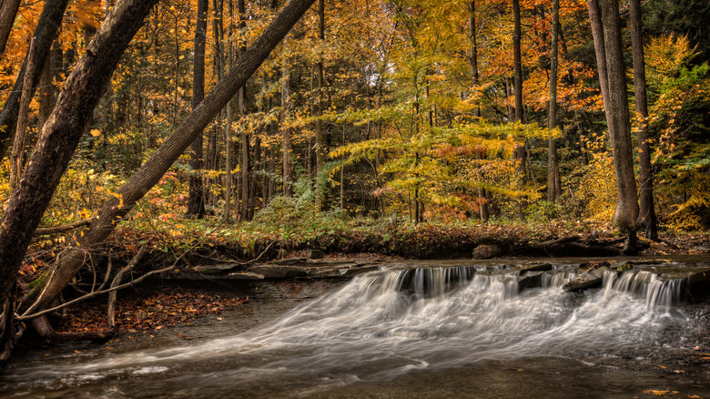 Fall colors South Chagrin Reservation