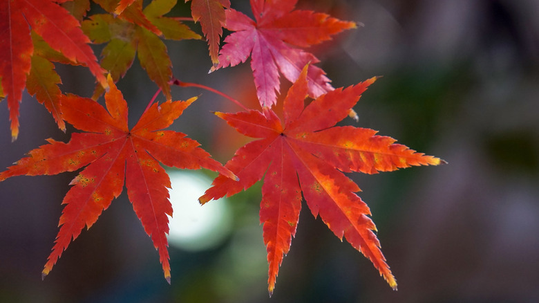 Fall foliage from a Japanese garden