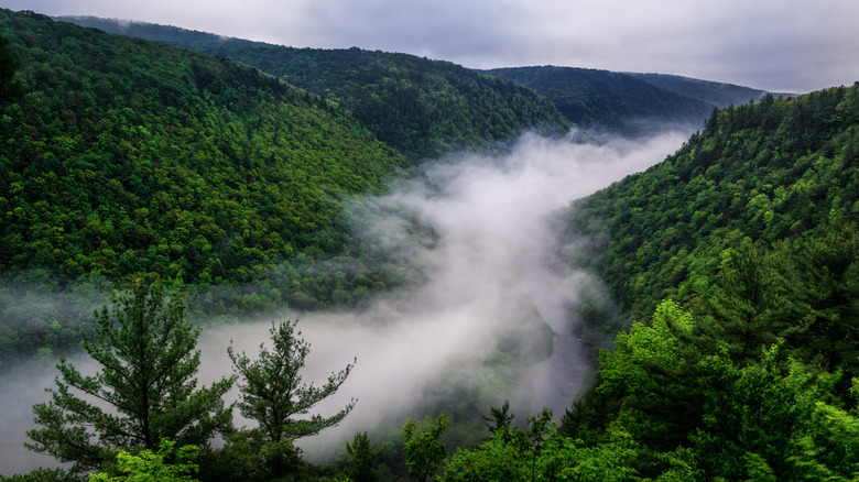 Fog covering Pine Creek Gorge