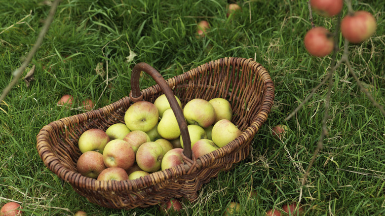 Basket of apples on grass