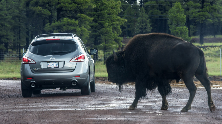 A buffalo wanders behind a car at Bearizona.