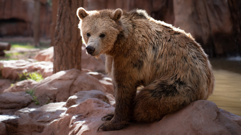 A bear poses on a rock at Bearizona.