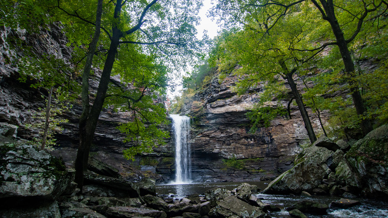 Cedar Falls surrounded by trees