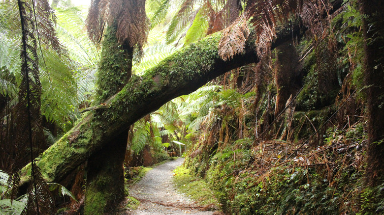 Tarra-Bulga National Park, Australia