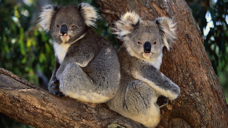 pair of koalas in a tree