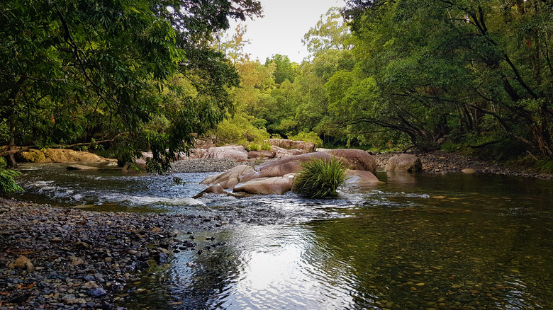 The Promise Land swimming hole in NSW surrounded by lush jungle