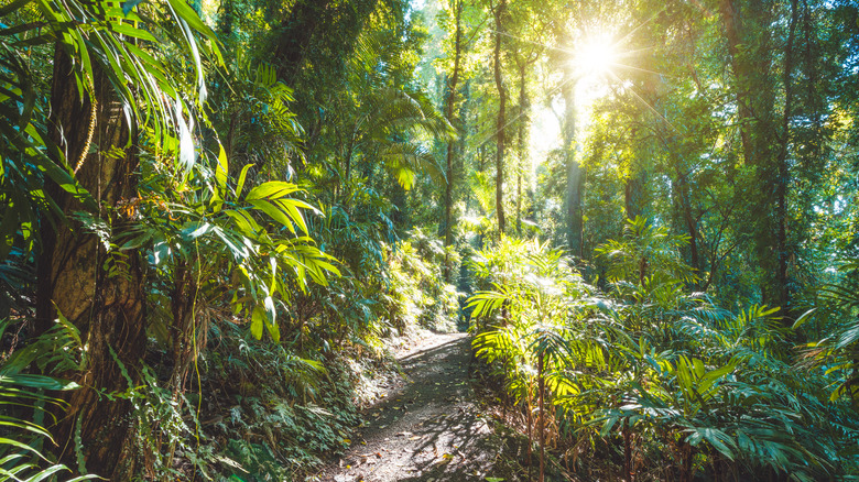 A sunlit trail in Gondwana Rainforest surrounded by lush plants and trees