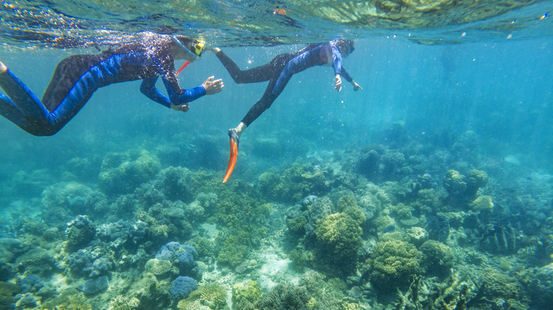 two snorkelers over Great Barrier Reef in Australia