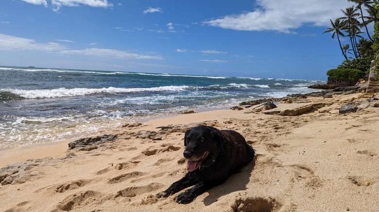 dog at cromwell beach