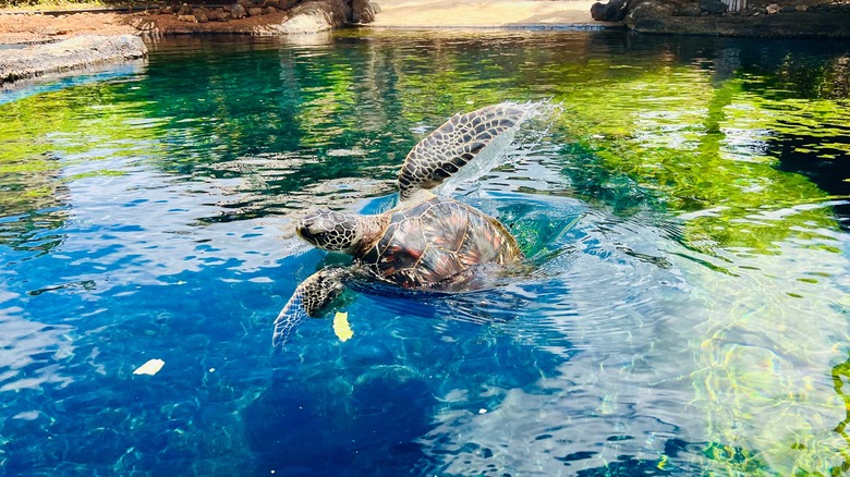 Turtle at Maui Ocean Center