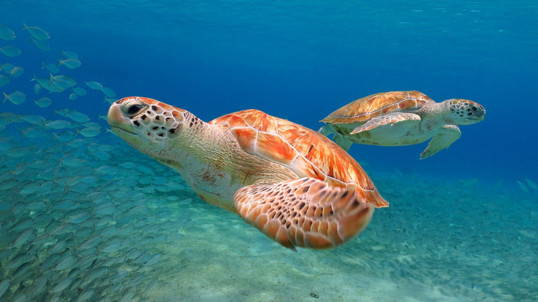 Sea turtles in the Grenadines