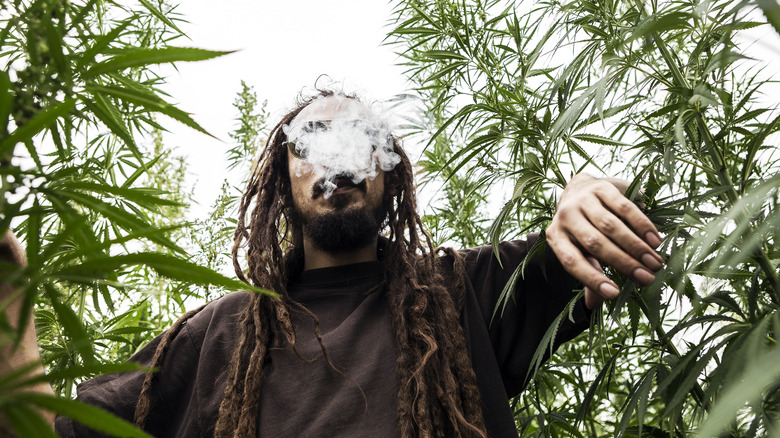 Person smoking in marijuana field