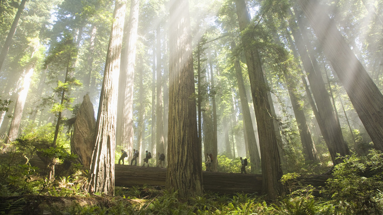 People hiking through trees