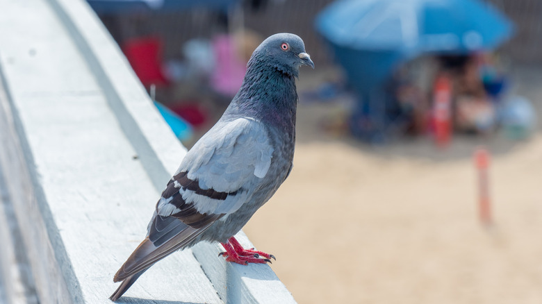 pigeon on a wooden railing