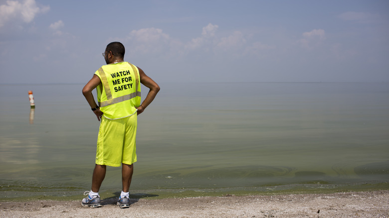 Green algae on Lake Erie