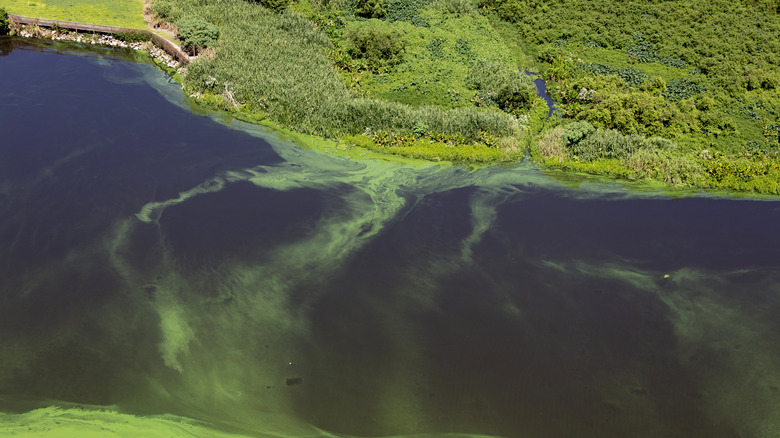 Lake Okeechobee toxic algae