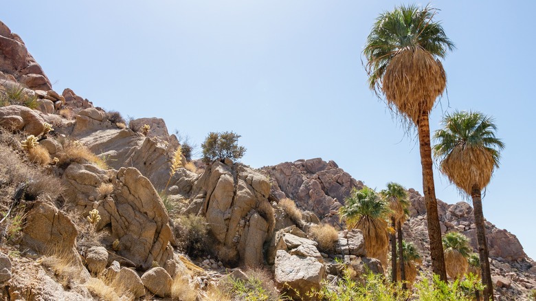 Lost Palms Oasis rock formations trees